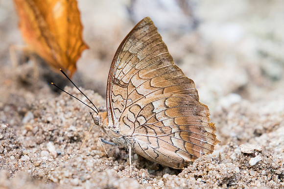 Charaxes marmax o bernardus id?--2315 - Chiang dao 15/11/23