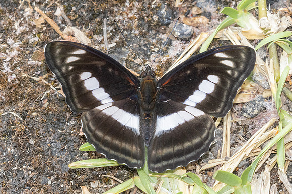 Athyma selenophora-4020 - Huai Sai Lueang Waterfall (1040m) - 23/03/25