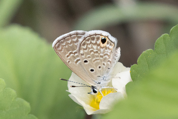 Hemiargus hanno-9516