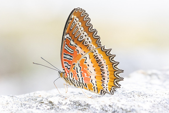 Cethosia biblis-3990- Doi Inthanon - 23/03/25
