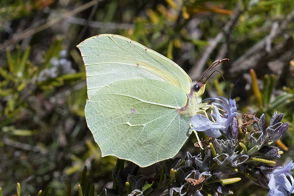 Gonepteryx cleopatra -9910 - Belgentier - 13/04/21