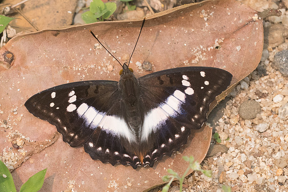 Mimathyma ambica miranda-3894- Chiang Dao  - 12/03/23