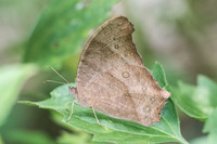 Melanitis sp-3661 - Chiang Rai - 20/11/23
