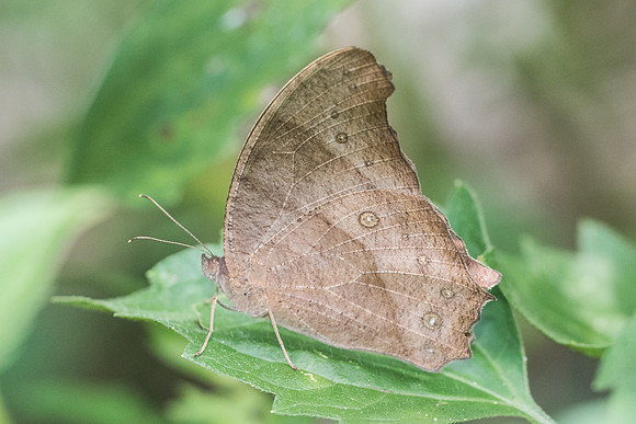 Melanitis sp-3661 - Chiang Rai - 20/11/23