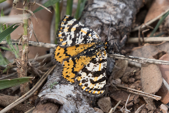 Eurranthis plummistraria - Bayasse - 20/04/19