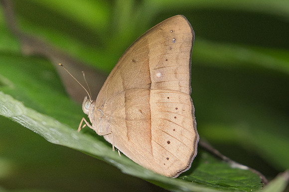 Mycalesis mnasicles-1786 - Chiang Dao - 15/11/23