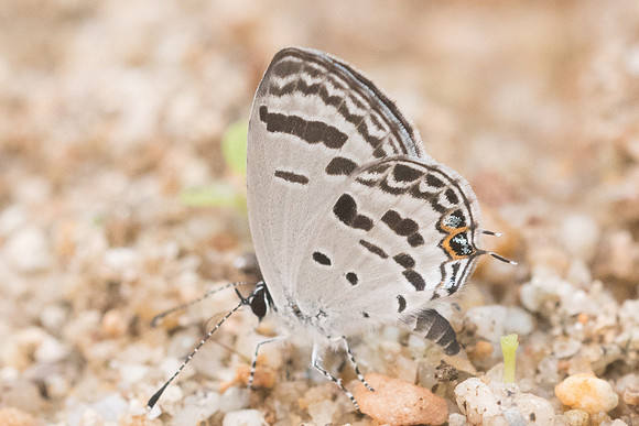 Tongeia potanini umbriel-2556- Chiang Dao  - 11/03/23