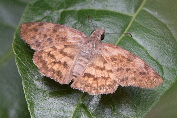 Timochares ruptifasciata-5572