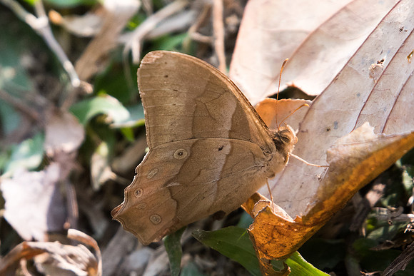 Lethe mekara crijnana-5495 - Doi-Suthep -  9/03/23