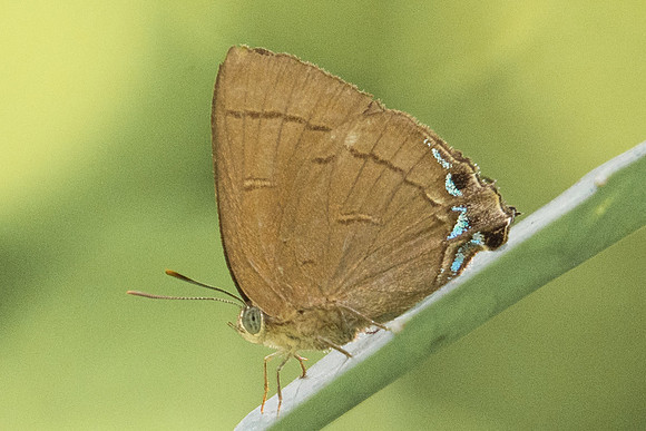Remelana jangala-9375 - Koh Samui - 16/03/23