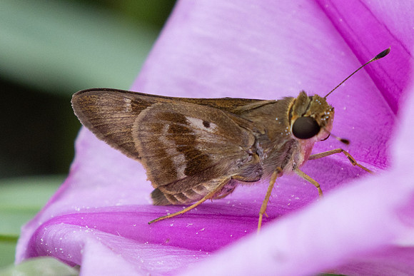 Nyctelius nyctelius-9123