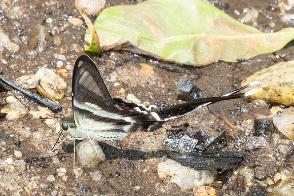 Lamproptera meges - 5213 - Doi Inthanon - 26/03/25