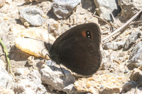 Erebia meolans-2451
