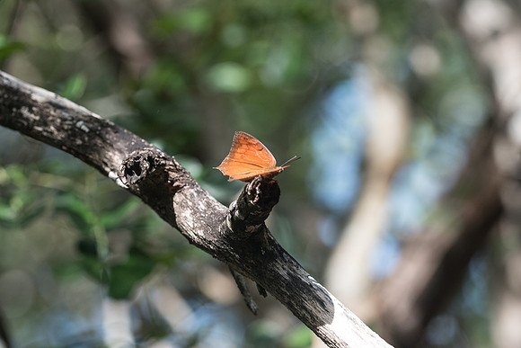 Anaea aidea-6417