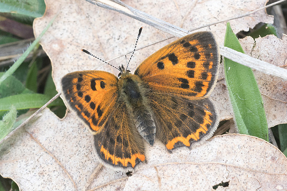 Lycaena ottomana ♀-3713