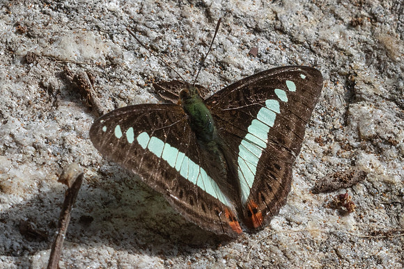 Sumalia daraxa daraxa-4838 - Doi Inthanon - 23/03/24