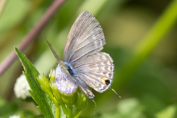 Catochrysops panormus-9649