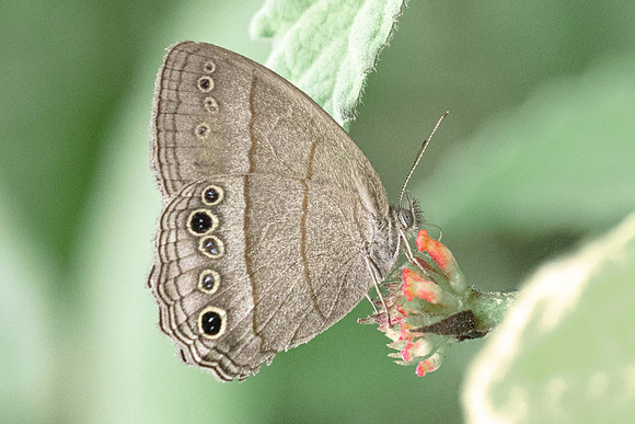 Vareuptychia themis-2990 - Barichara - 9/06/24