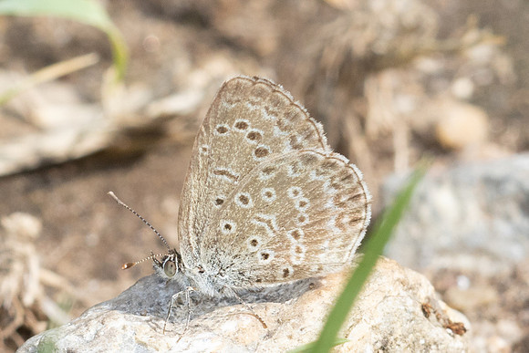 Pseudozizeeria maha maha-4822 - Doi Inthanon - 23-03/24