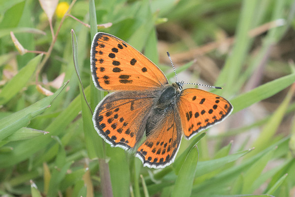 Lycaena thersamon-0496