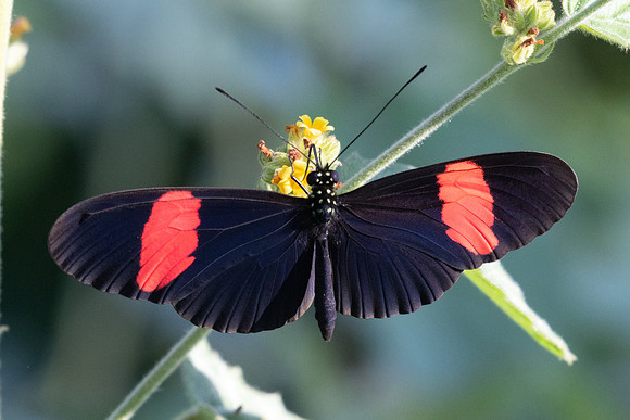 Heliconius melpomene melpomene-1066 - Barichara - 8/06/24