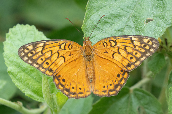 Euptoieta hegesia-2845