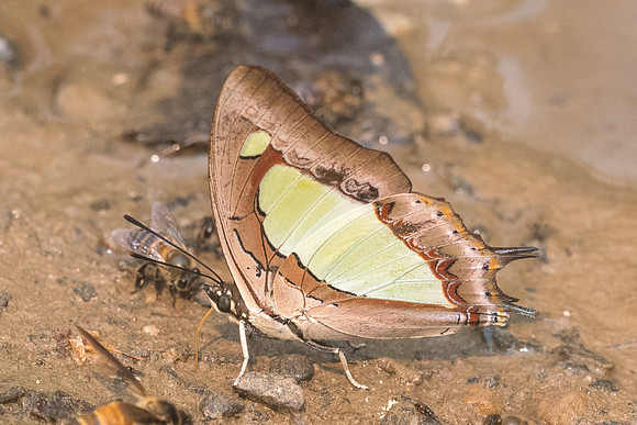Polyura arja arja-8724 - Chiang dao - 11/03/23