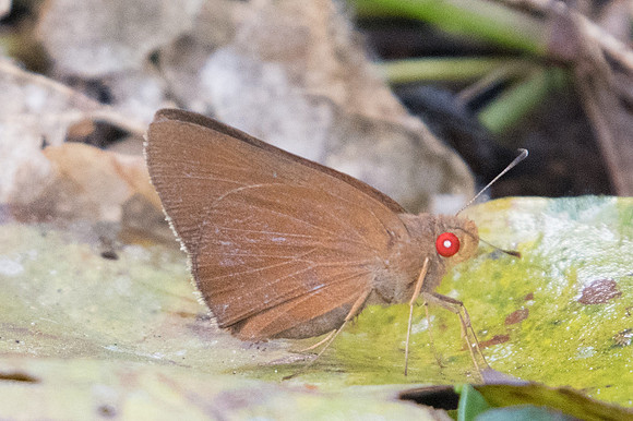 Matapa aria-1890 - Chiang Dao - 15/11/23