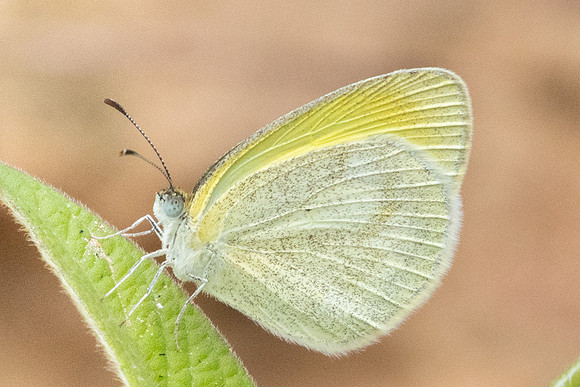 Eurema elathea -0134 - Chicamocha - 7/06/24