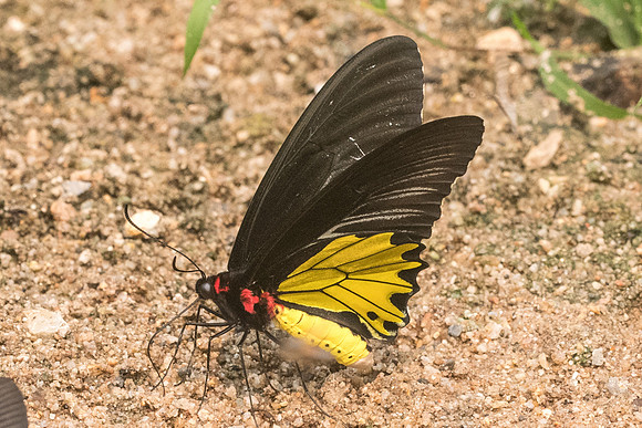 Troides helena cerberus form eumagos-3485 - Chiang Dao - 12/03/23