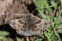 Carcharodus alceae-7752