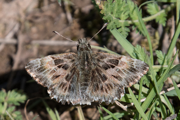 Carcharodus alceae-7752