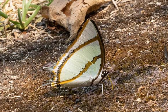Polyura dolon-3429
