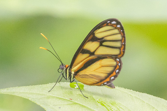 Ithomia iphianassa-5148