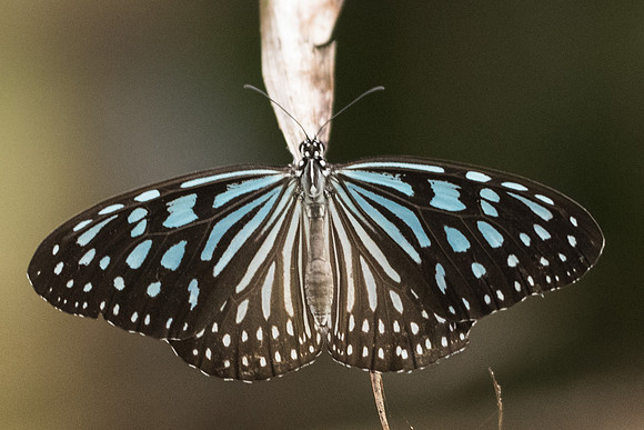 Ideopsis similis-0173 - Koh samui -  17/03/23