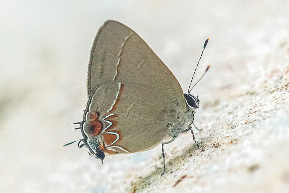 Calycopis quintana-3771