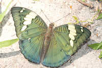 Euthalia patala-3790 - Doi Inthanon - 23/03/25