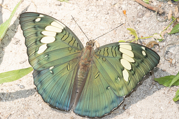 Euthalia patala-3790 - Doi Inthanon - 23/03/25