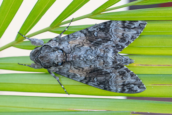 Agrius cingulata Nuit-7787