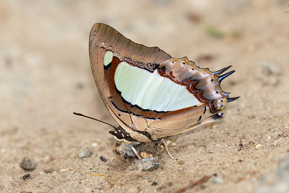 Polyura arja arja-6595
