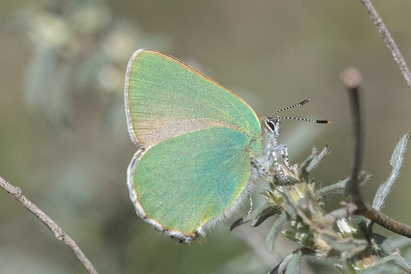 Callophrys rubi-7387
