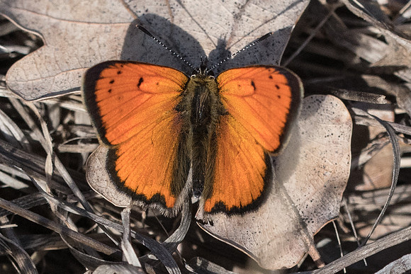 Lycaena ottomana-0633