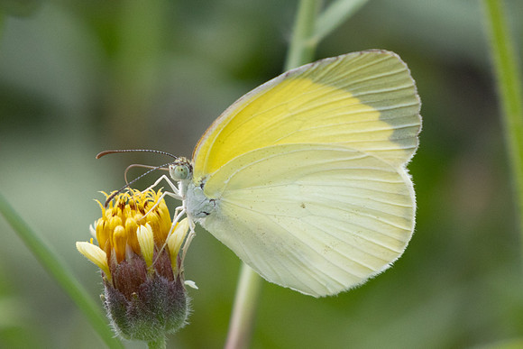 Pyrisitia venusta-9513 - Cartagena - 4/06/24