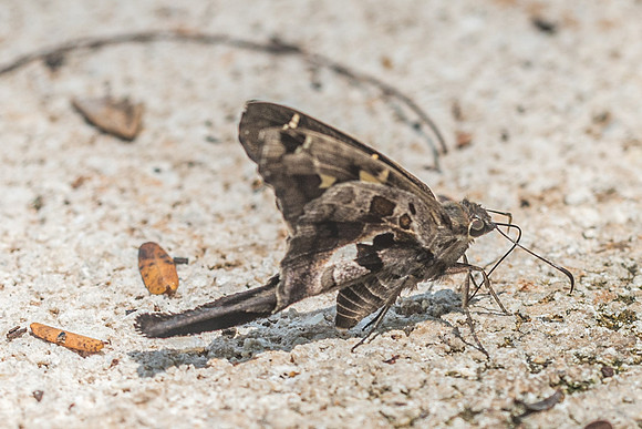 Chioides zilpa-4923