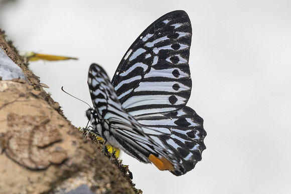Graphium delessertii-8565