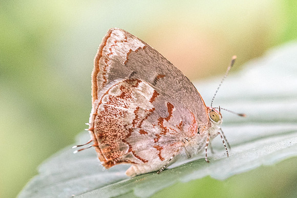 Ministrymon phrutus-5006