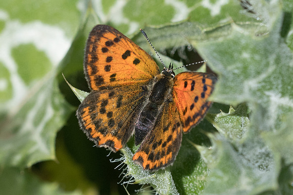 Lycaena ottomana ♀-2480