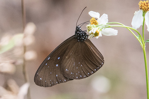 Euploea mulciber mulciber-6326 - Doi-Suthep - 10/03/23
