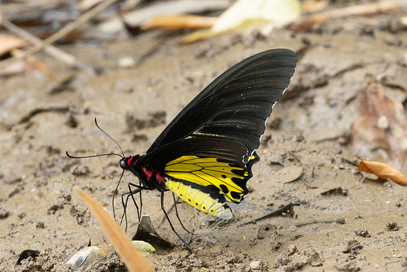 Troides helena-2114