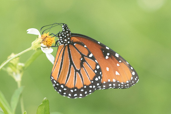 danaus gilippus-4117